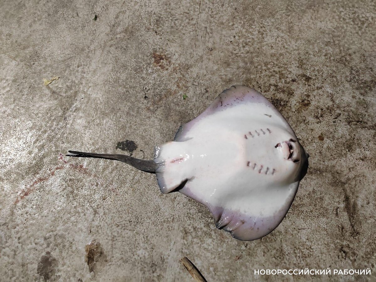 В Новороссийске ловят опасных скатов-хвостоколов