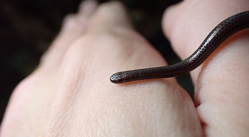   Connor Blades / Re:wild