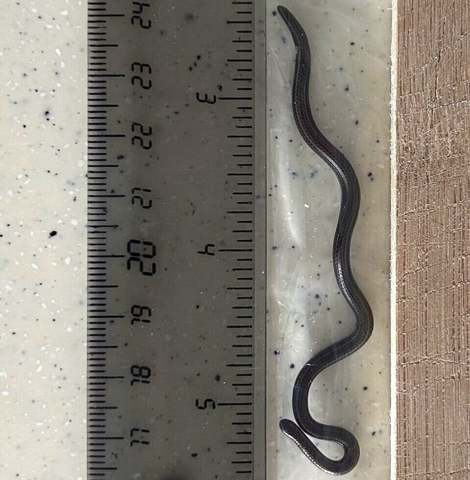   Connor Blades / Re:wild