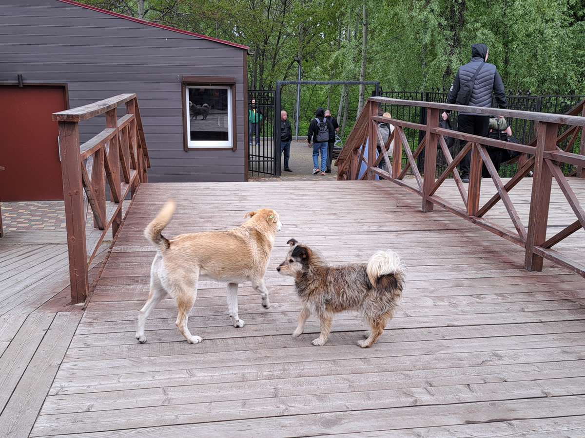 В Татарстане к бездомным собакам относятся гуманно.  Фото: Фото: ФедералПресс / Вера Романескул