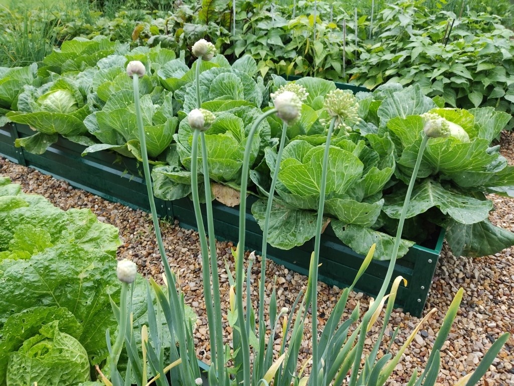 Достаточно посмотреть на грядку с капустой — видны лишние листья