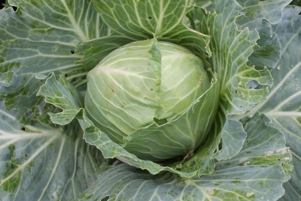 Это поздний сорт капусты Колобок