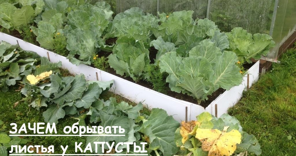 Зачем обрывать листья у капусты: обрываю и вам советую