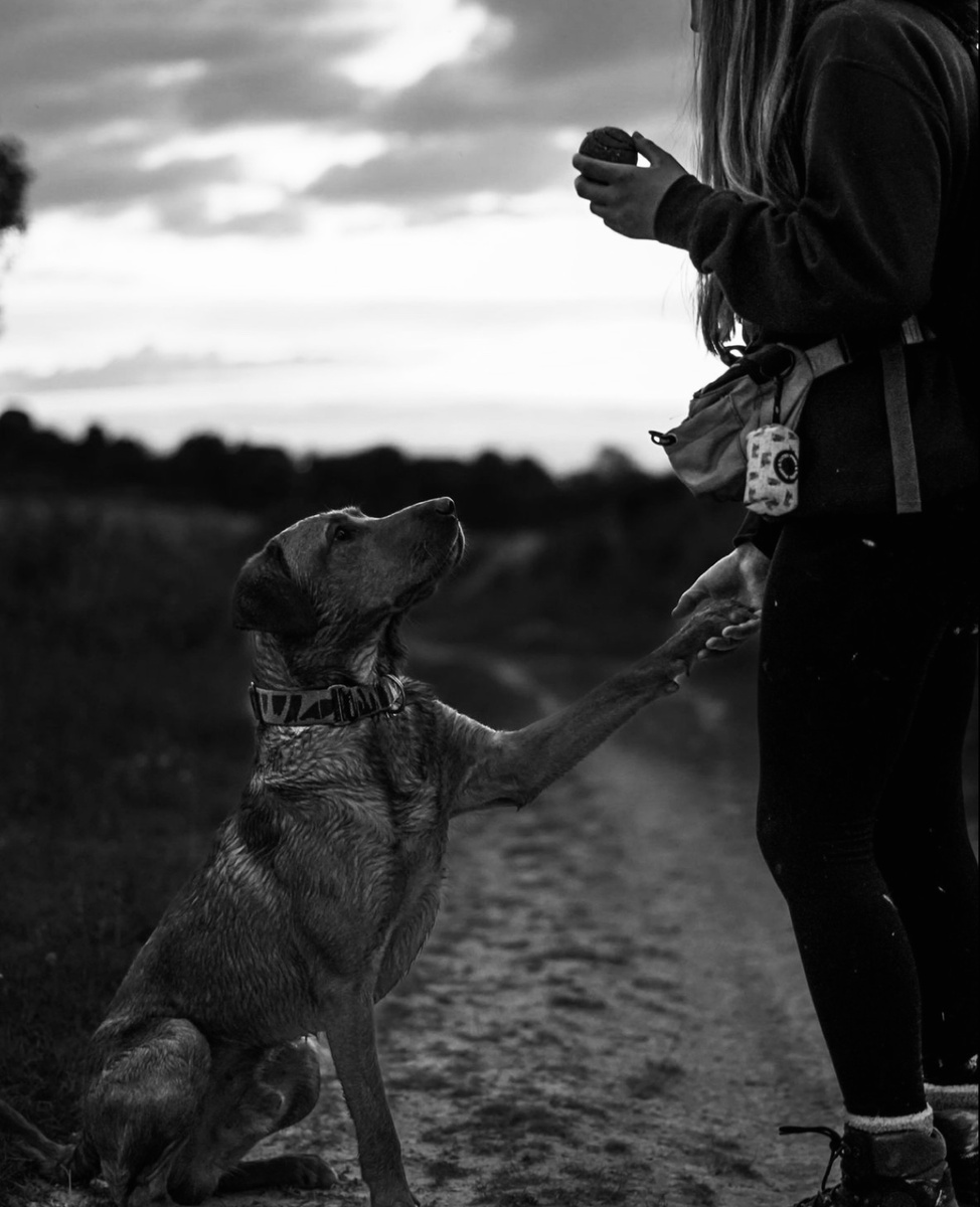 Маркер — это сигнал, который вы подаете собаке в момент выполнения команды. С его помощью питомцу проще понять, все ли он делает правильно.