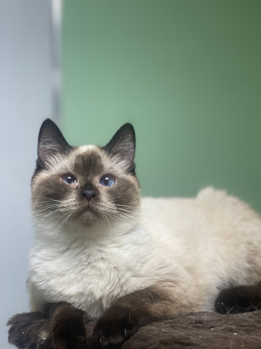 Айнуша в приюте