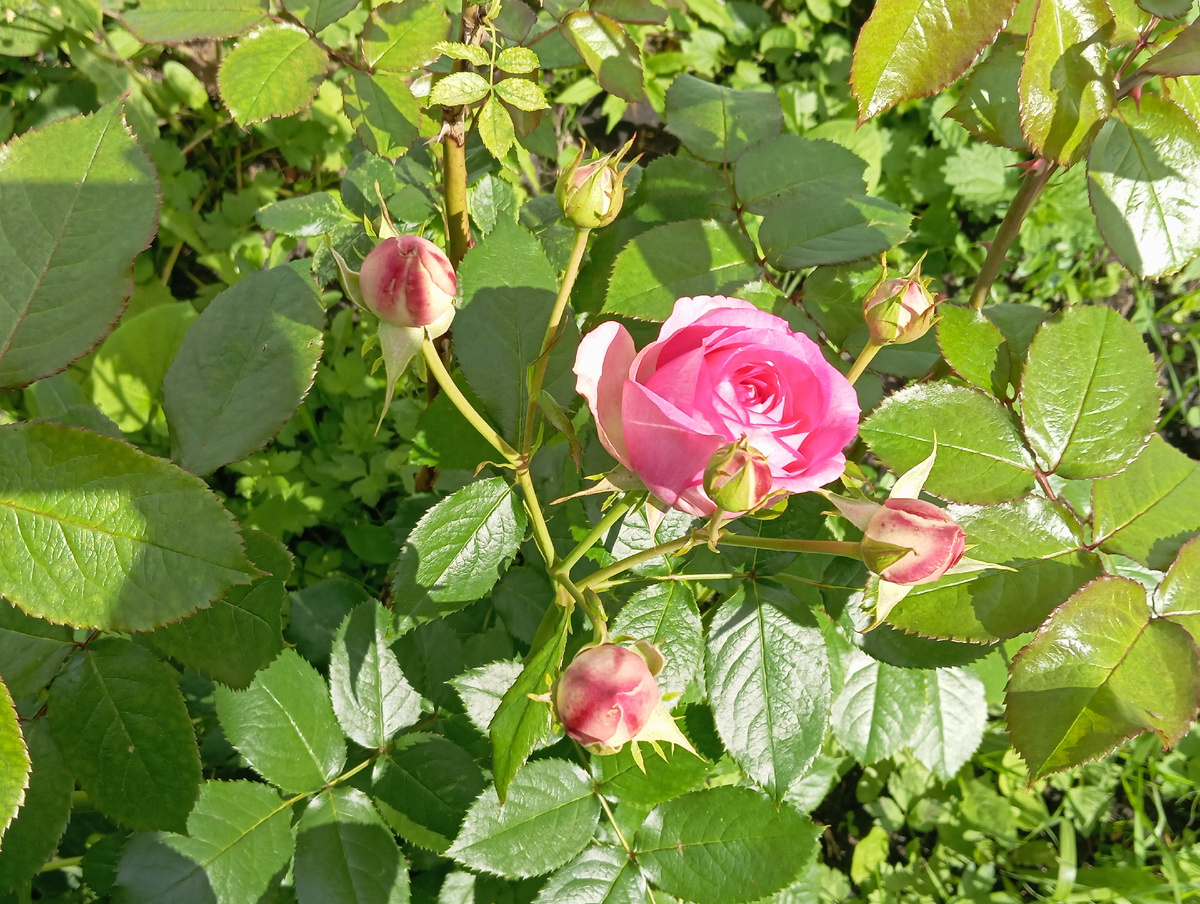 Пьер де Ронсар Цикламен. Только начал цвести