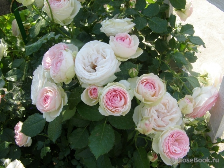 Пьер де Ронсар. Фото взято из открытого источника Яндекс.Картинки