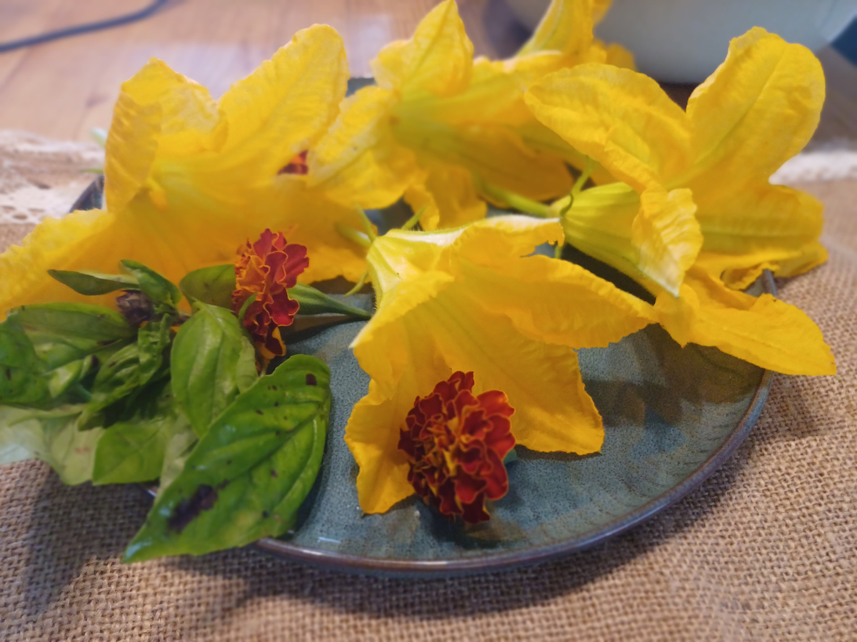 свежесорванные цветы кабачка и бархатцев