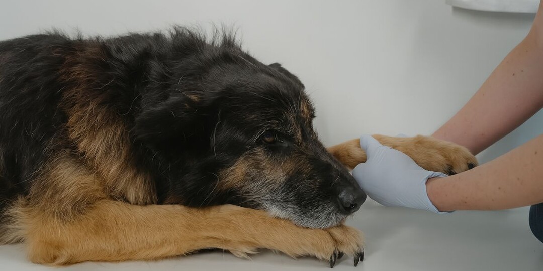 5 признаков боли в суставах собаки, которые вы никогда не должны игнорировать