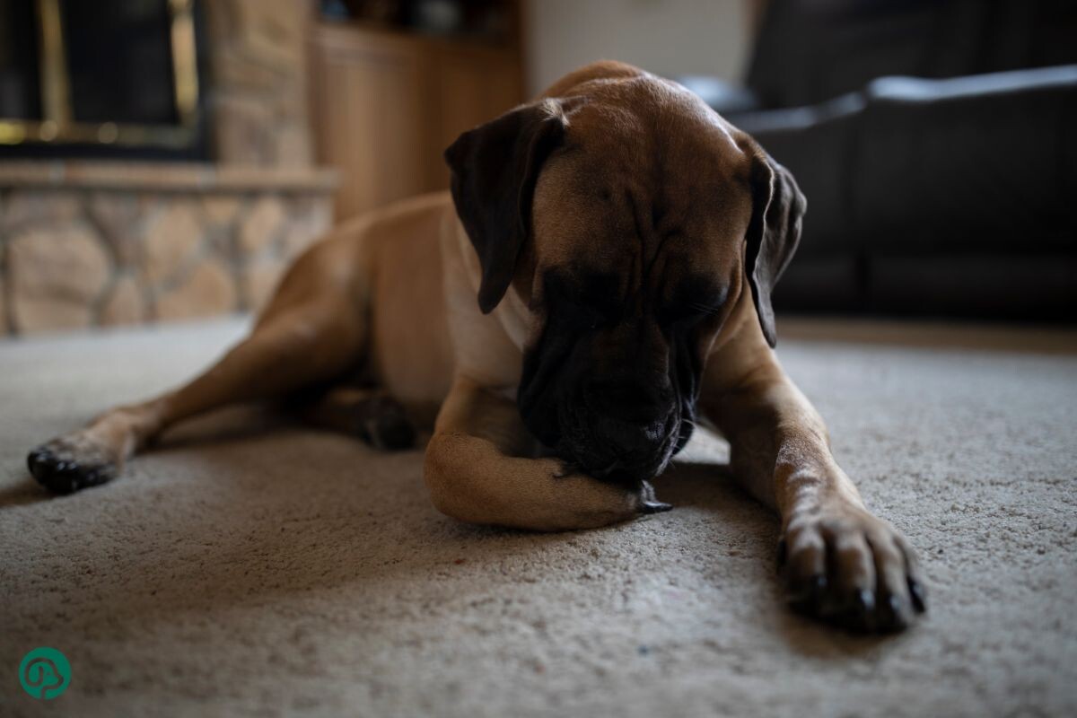 Мастиф лижет лапу 