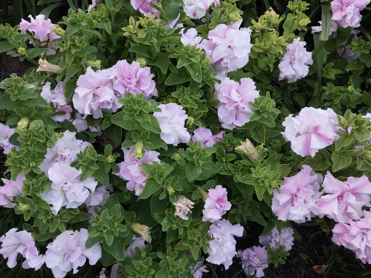 Петуния махровая, розовая "Водопад красок"