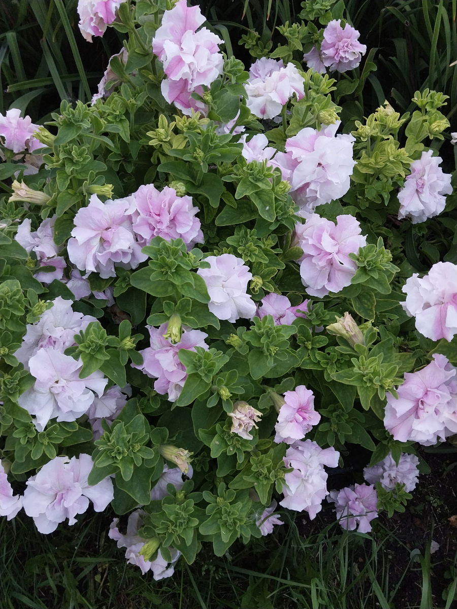 Стебли свисают с высоты прим. 70 см.