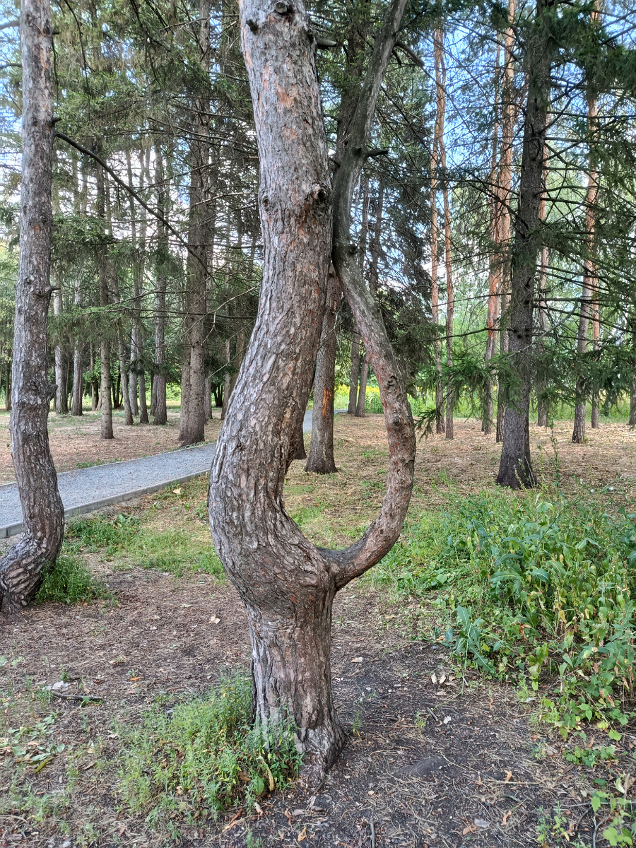 Та самая знакомая сосна