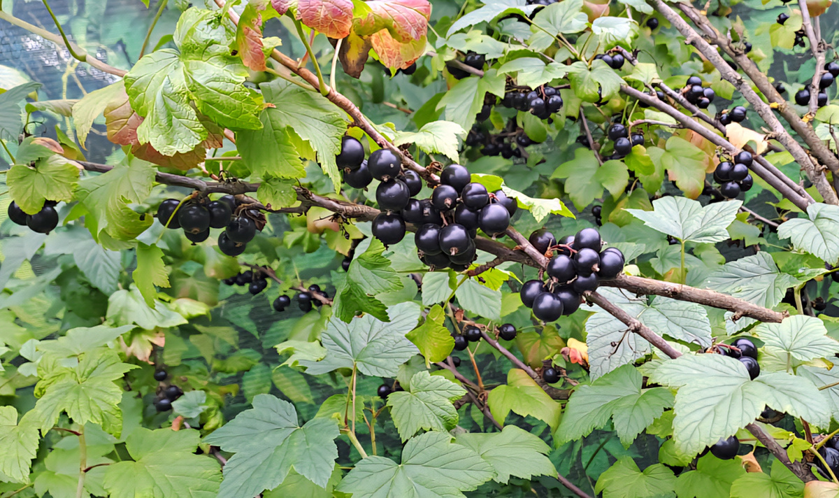 Черная смородина Селеченская. 