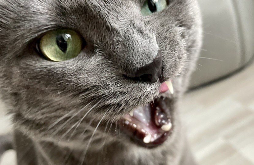 Почему когда хозяин обращается к кошке, она часто мяукает в ответ