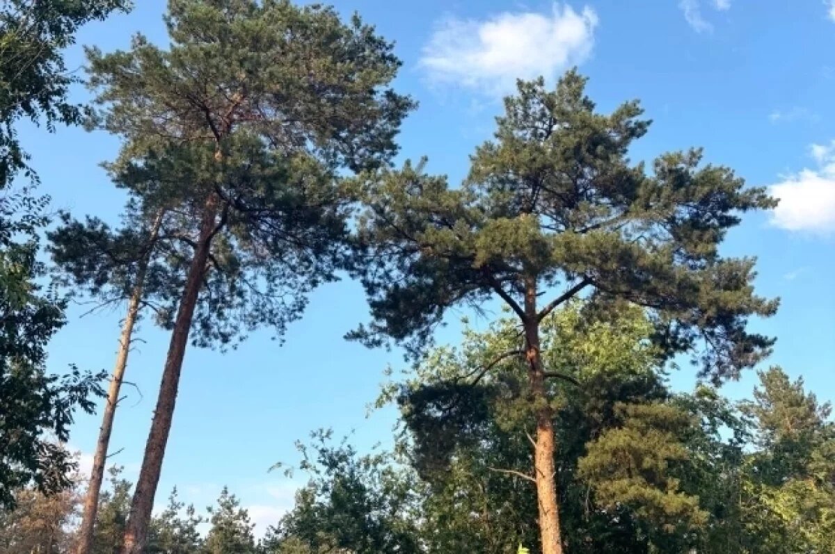    Под Ростовом Великим обнаружили очаг бешенства