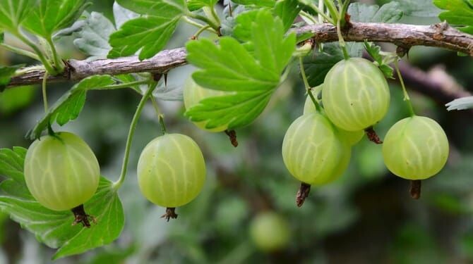 Уход и обработка крыжовника