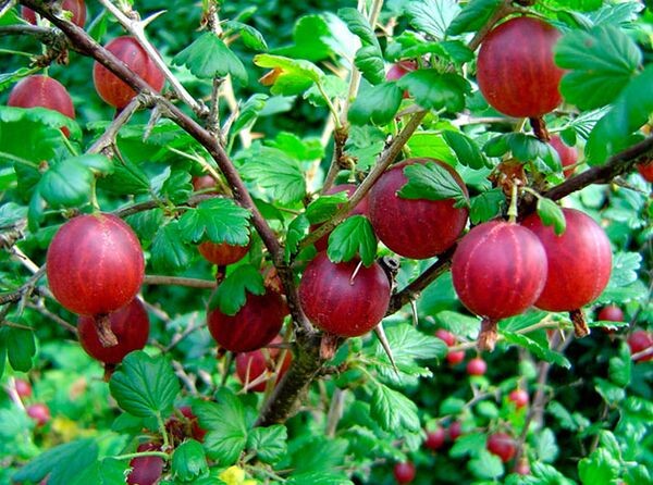 Обработка крыжовника после сбора урожая