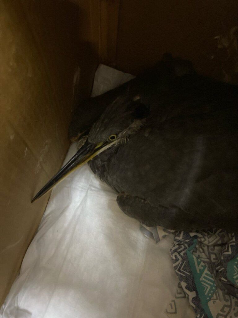    Фото: t.me/priyut_vernost