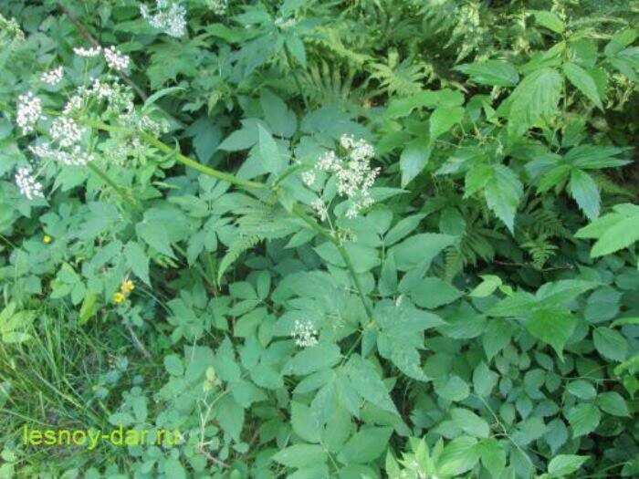 Сныть обыкновенная на лесной дороге (фото с блога "Лесная кладовая")