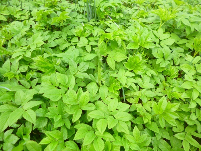 Заросли сныти примерно в конце мая (фото автора, с моего огорода)