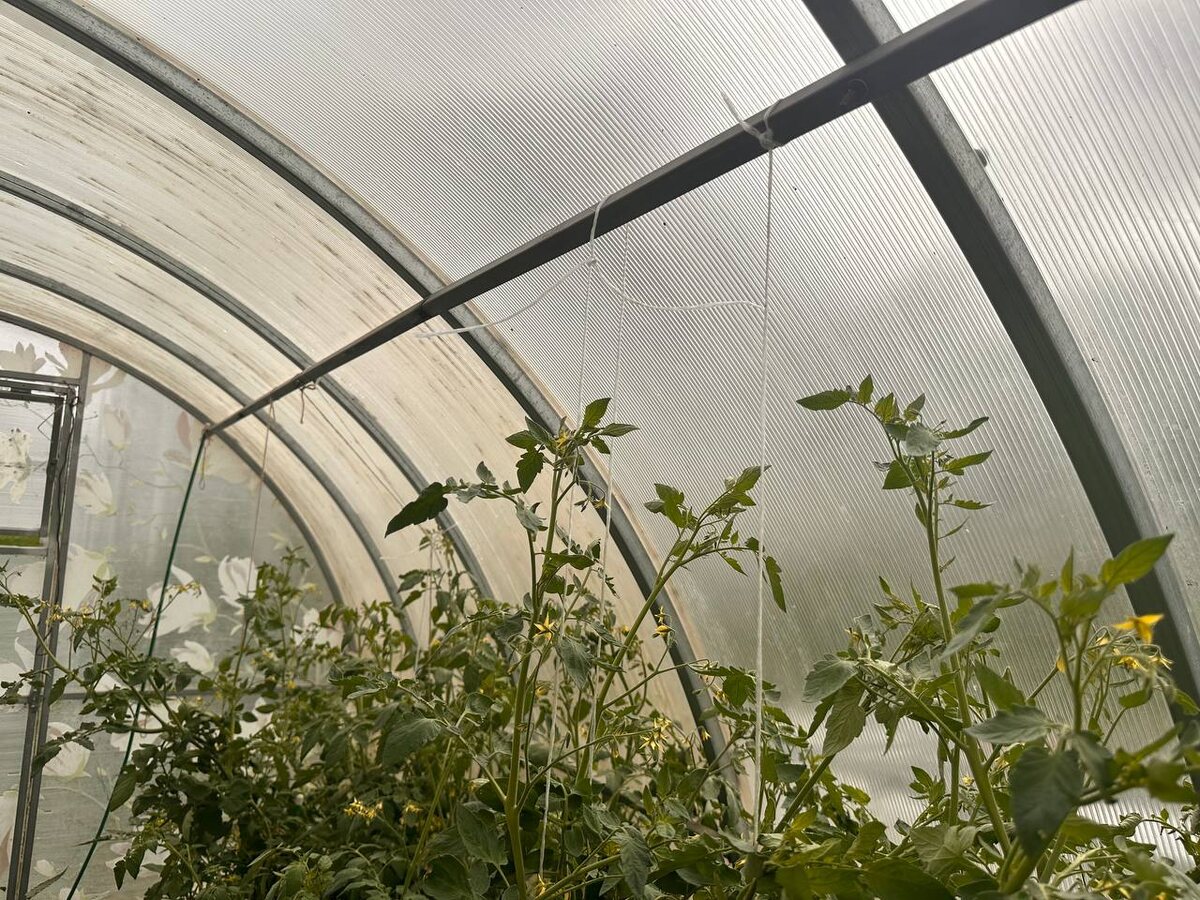 Очень любит паутинный клещ тепло и сухость в теплице