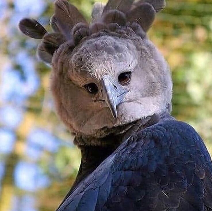 Орла птичкой не назовёшь, как и питона змейкой.