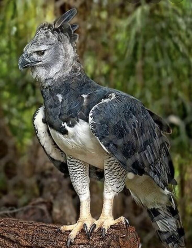 На ветвях власти растут большие шишки и сидят важные птицы.