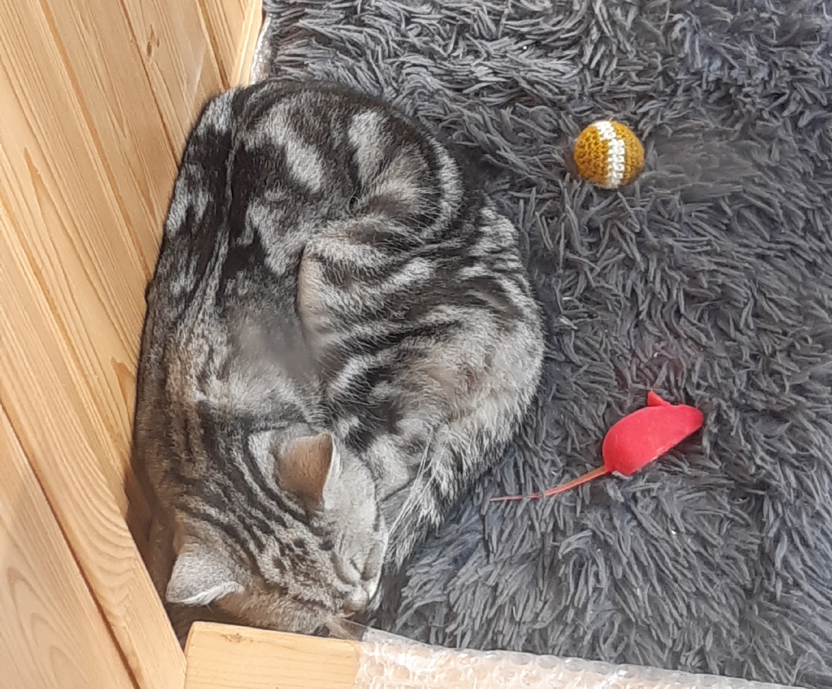 Пока коша спала, Ма успела зафотать.