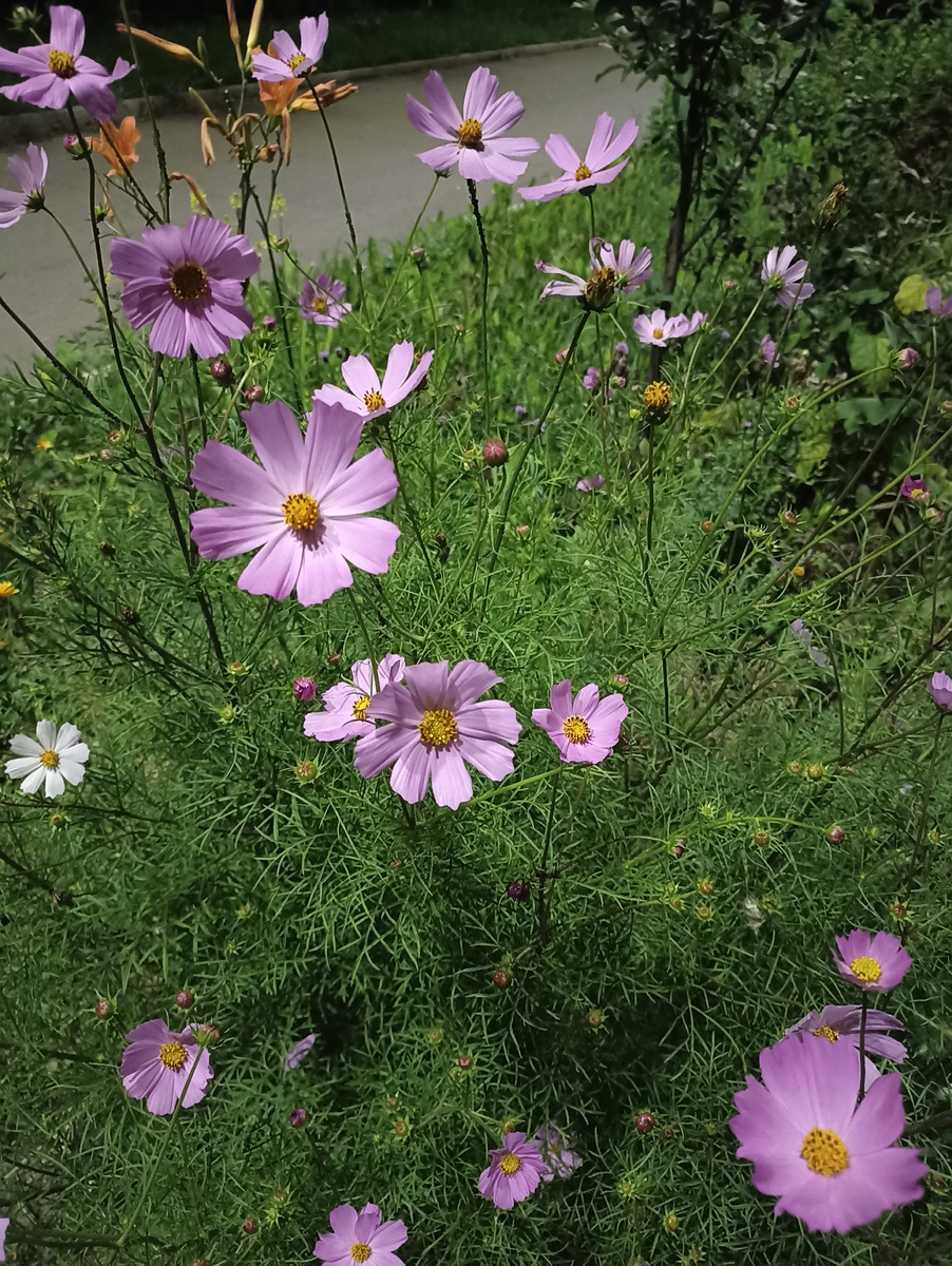 Ночная клумба. 