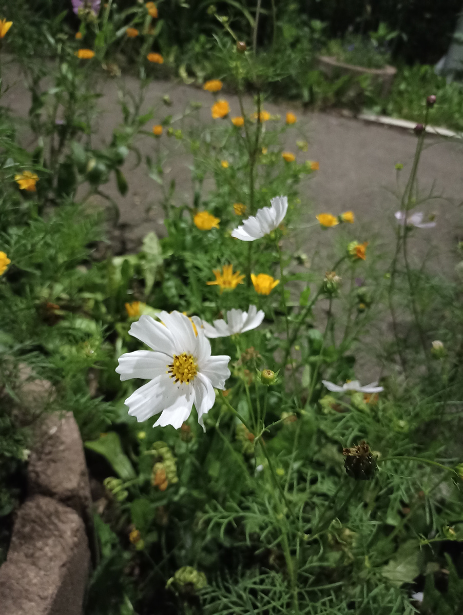 Ночной цветок. 