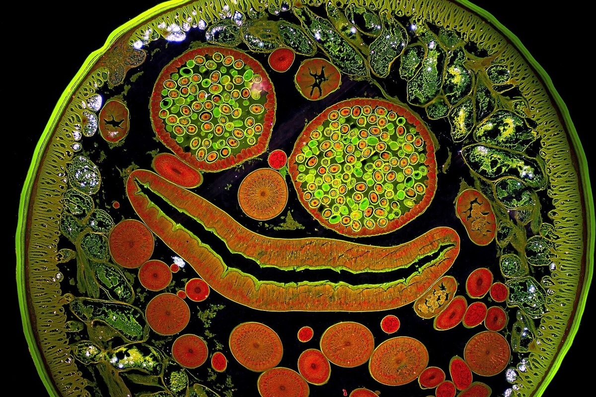     Британские ученые выяснили, почему люди видят лица в облаках и машинах