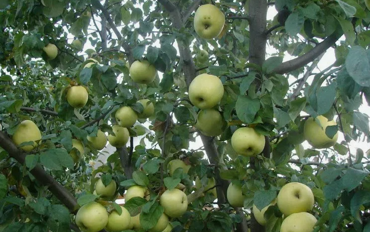 Что сыплю под яблони в августе вместо дорогих удобрений. Урожай на следующий год удваивается