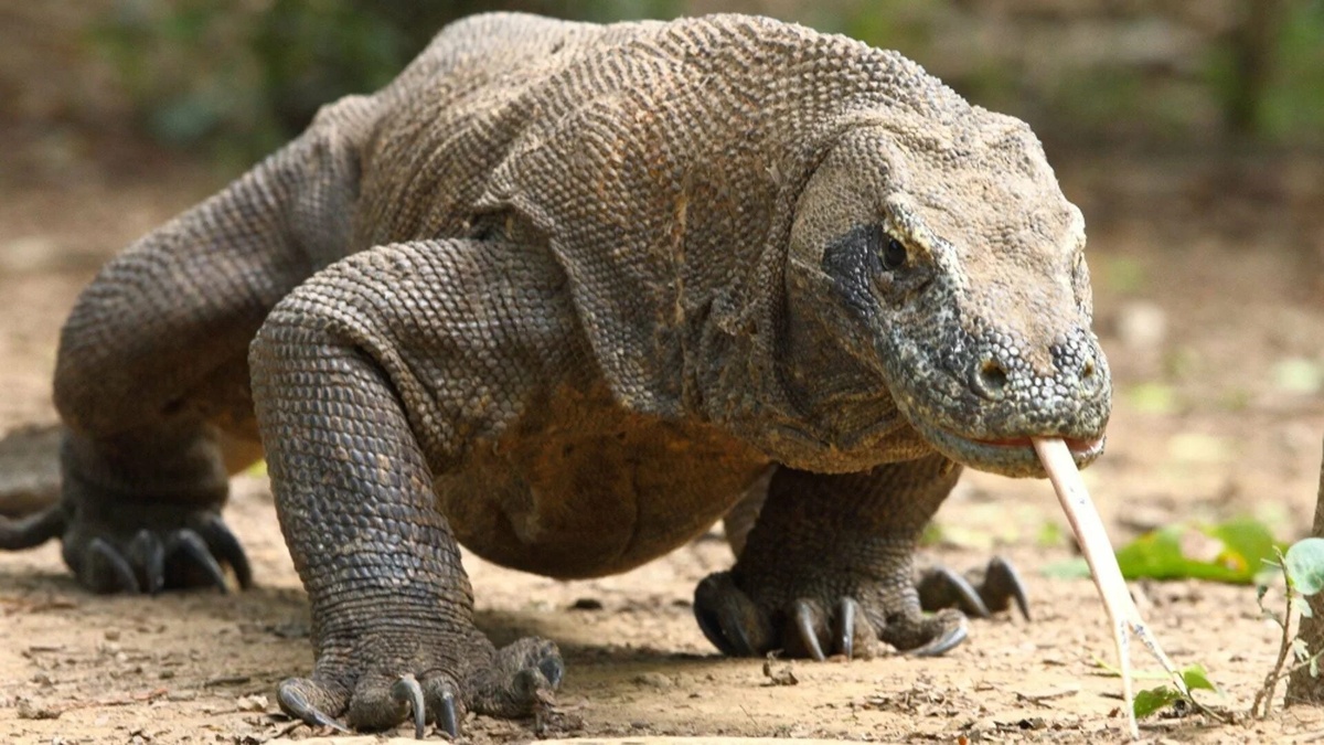 Фото с сайта: https://razacero.com/?p=20377