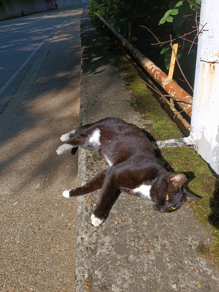 Изящная словно пантера.