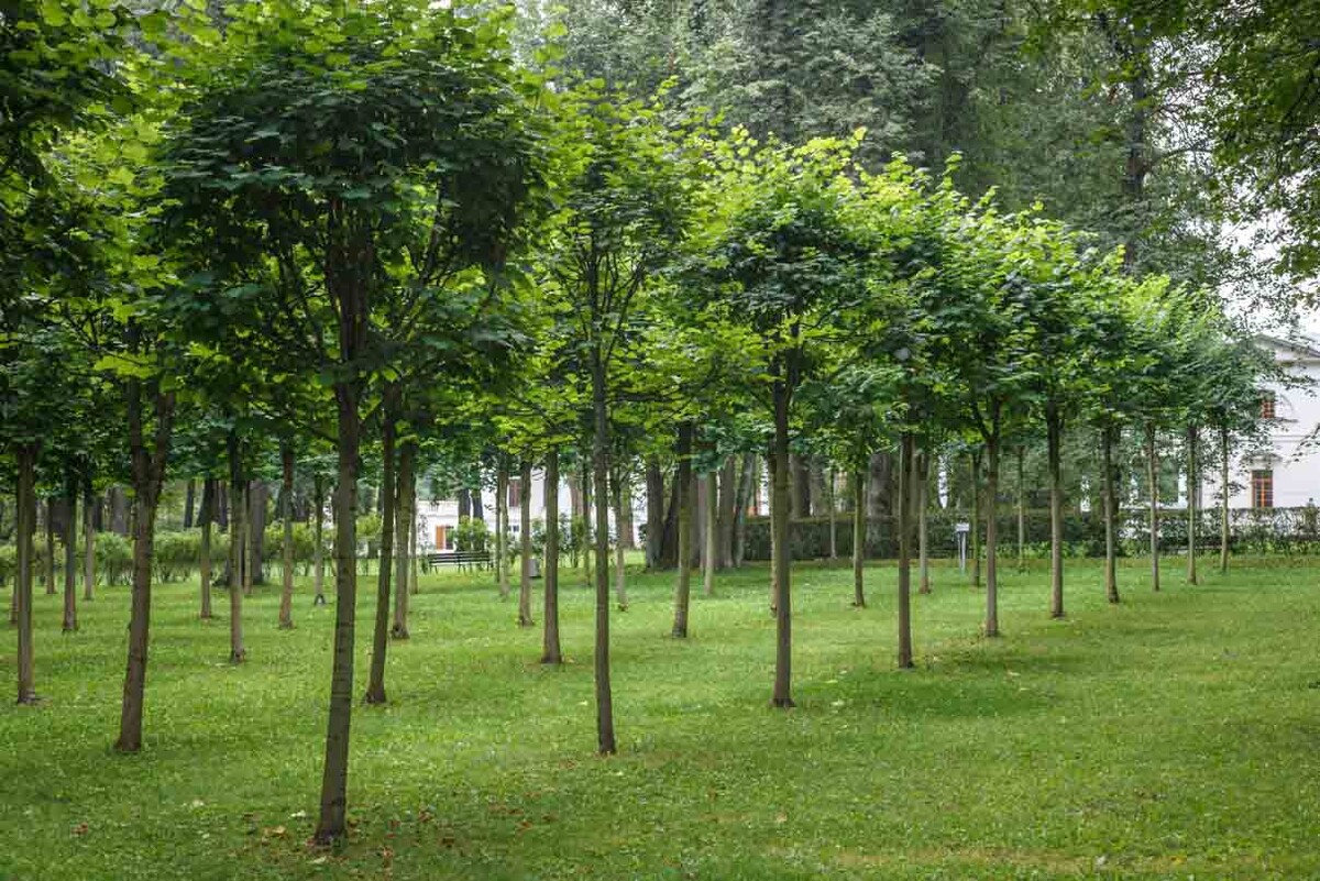 Необычная липовая роща кенконс