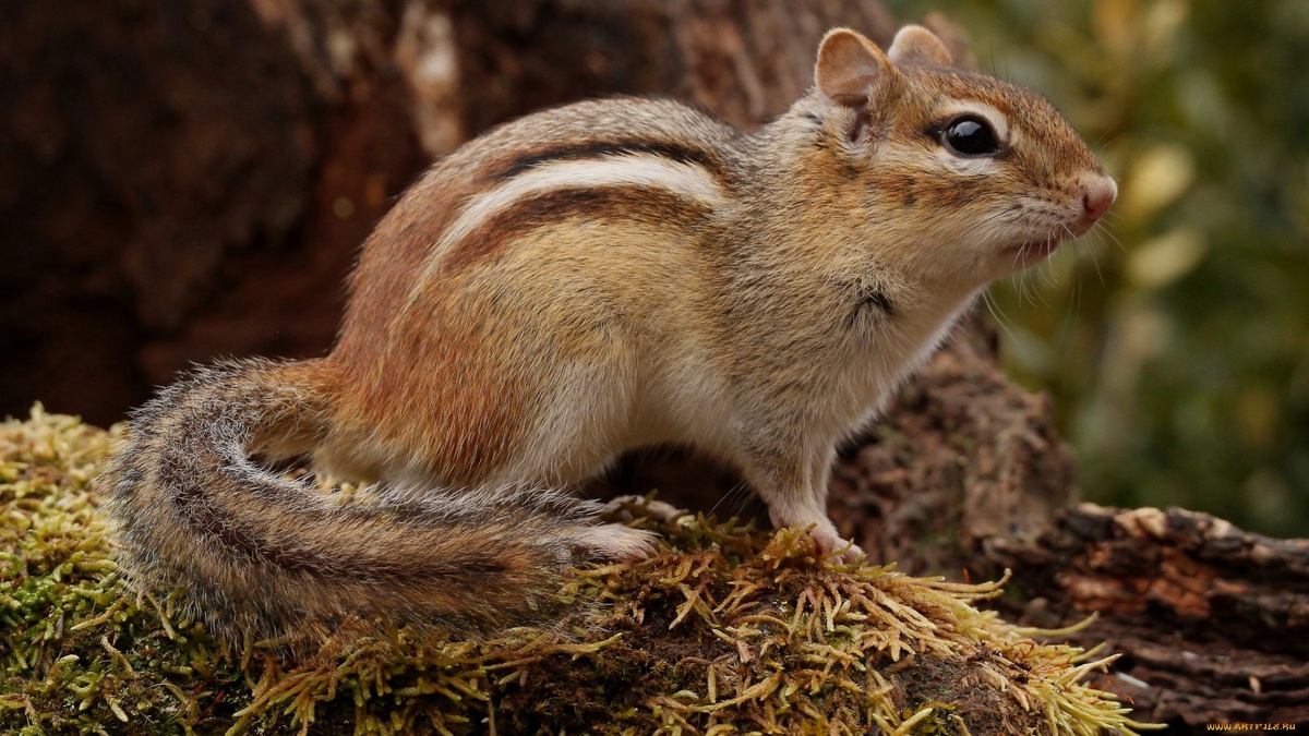Фото с сайта: https://telegra.ph/Sibirskij-burunduk---trevozhnyj-i-ranimyj-hozyain-08-25