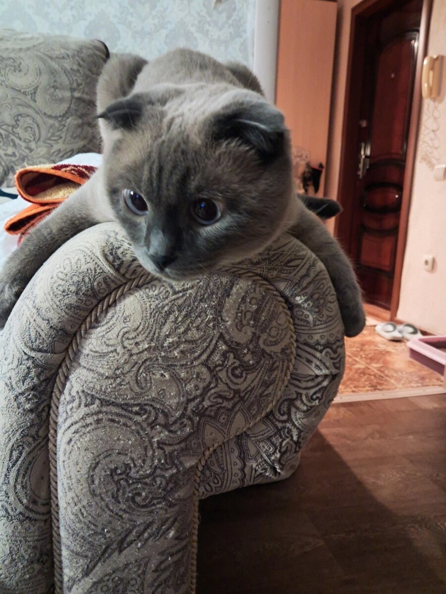 Ася и её диван