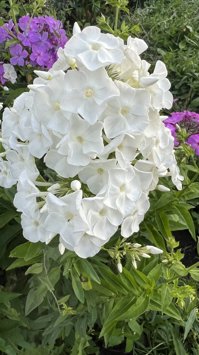 Белоснежный, впервые у меня цветет