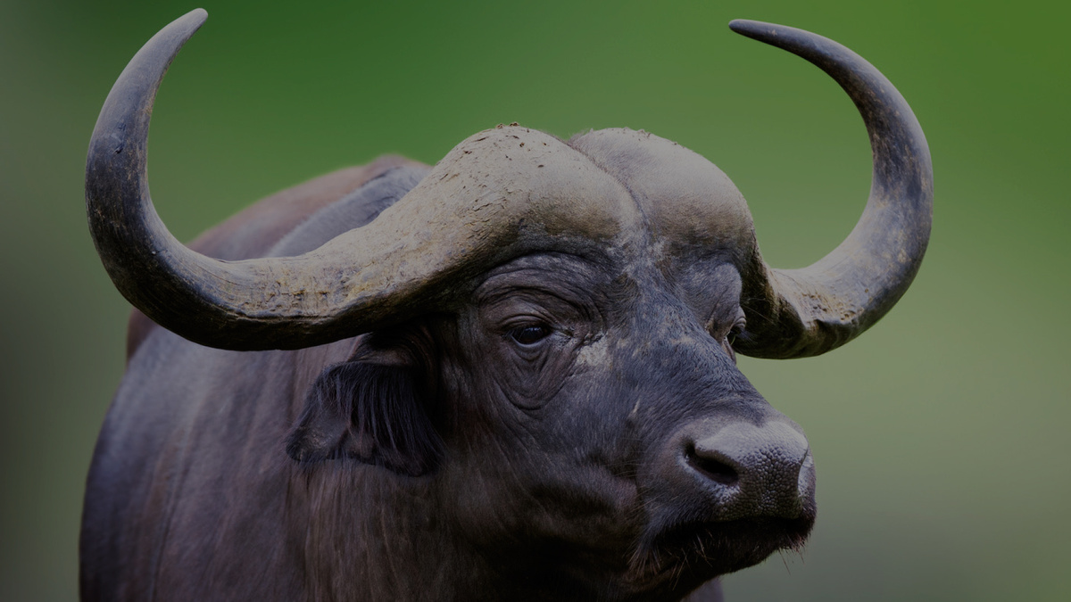 Фото с сайта: https://www.italbutter.it/products/bufala-butter