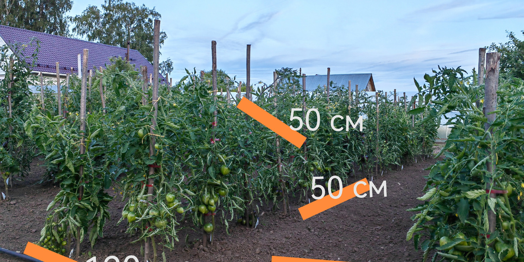 Шпаргалки по схемам: томаты, огурцы, перцы, розы.