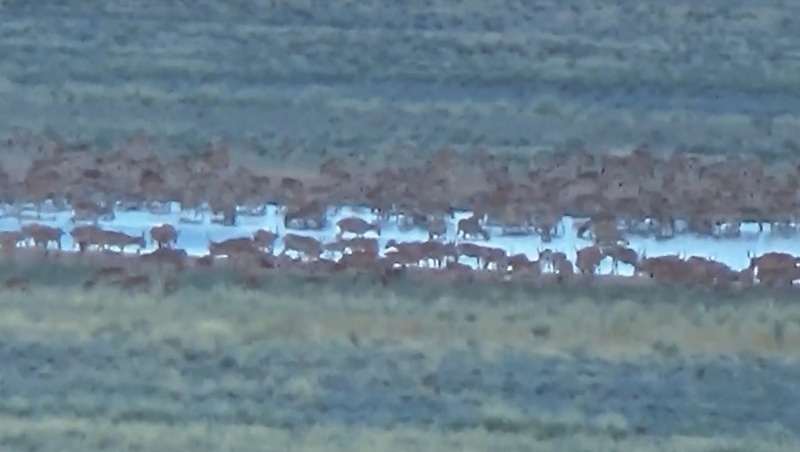      Фото: скриншот из видео из соцсетей ГБУ Астраханского областного « Заказника «Степной»