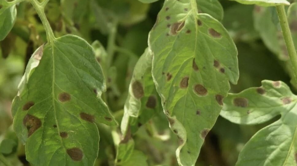 Бурая пятнистость томатов в жару: как спасти урожай без химии