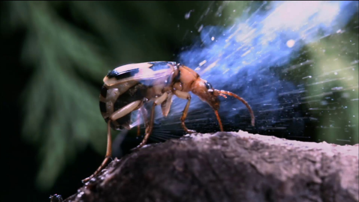 Фото с сайта: https://youdrop.ru/photo/juk/xvatanie/peremeshenie/zashita/12