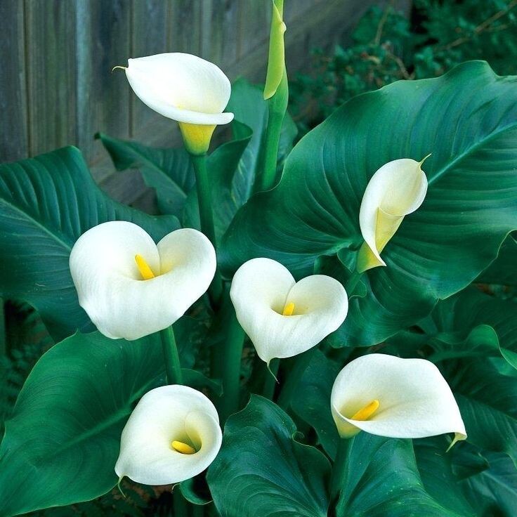 Фото из свободного источника