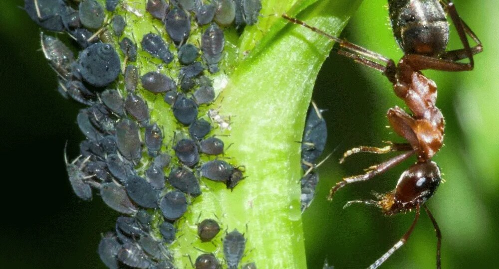 Бабушка знала, как бороться с тлей: в саду и огороде тля мрет пачками