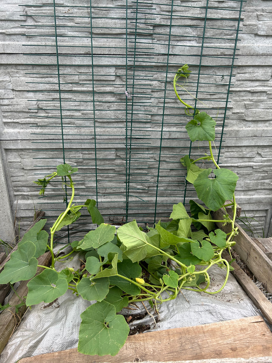 Оба растения тыквы быстро пошли в рост