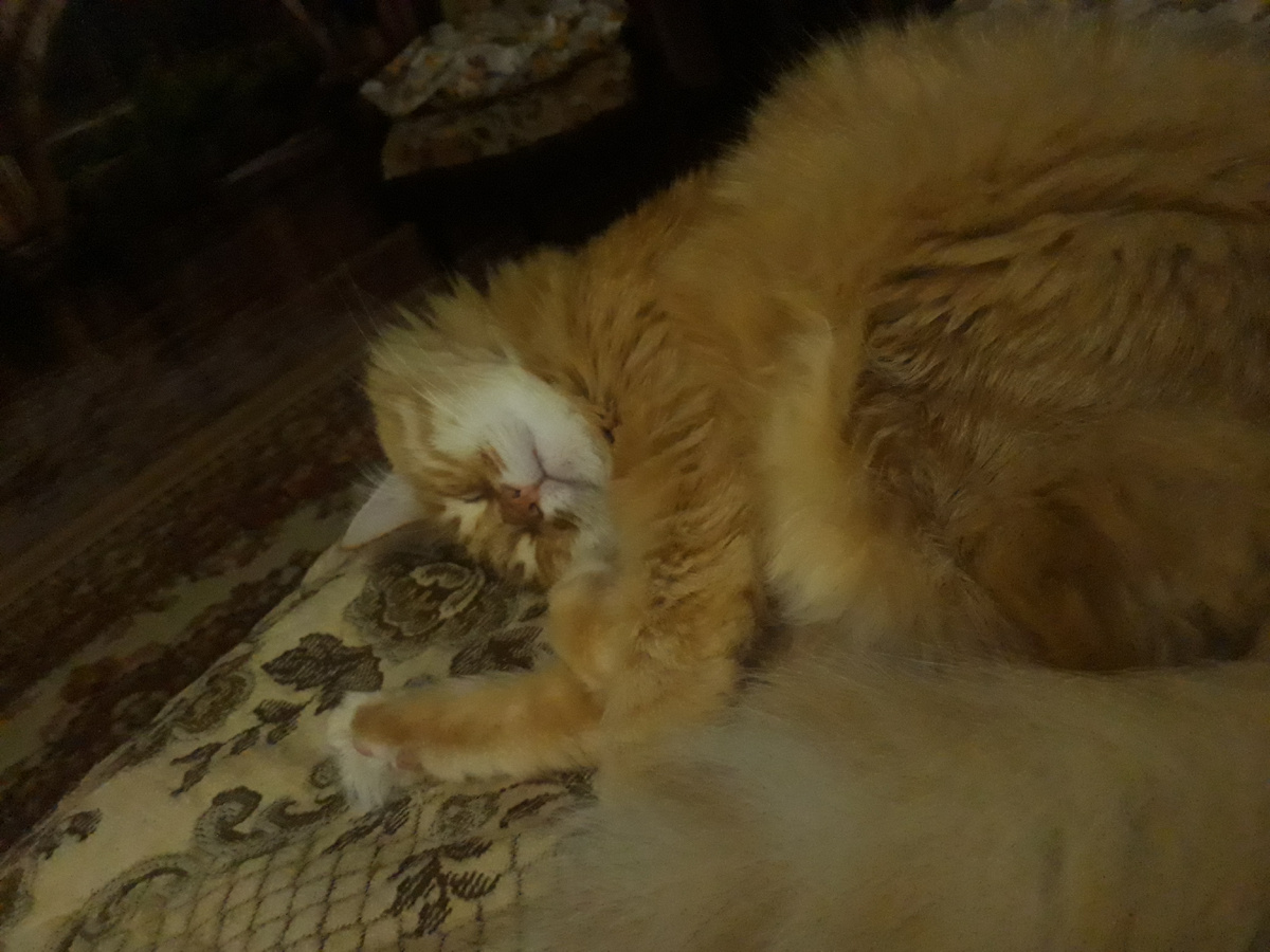 мой кот