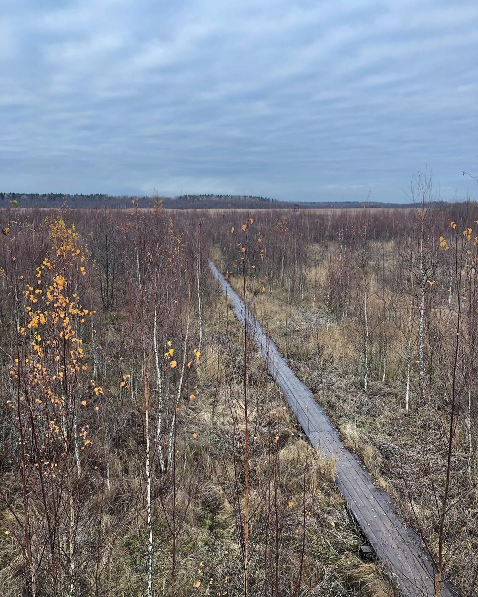 По заболоченным участкам проложены деревянные настилы.