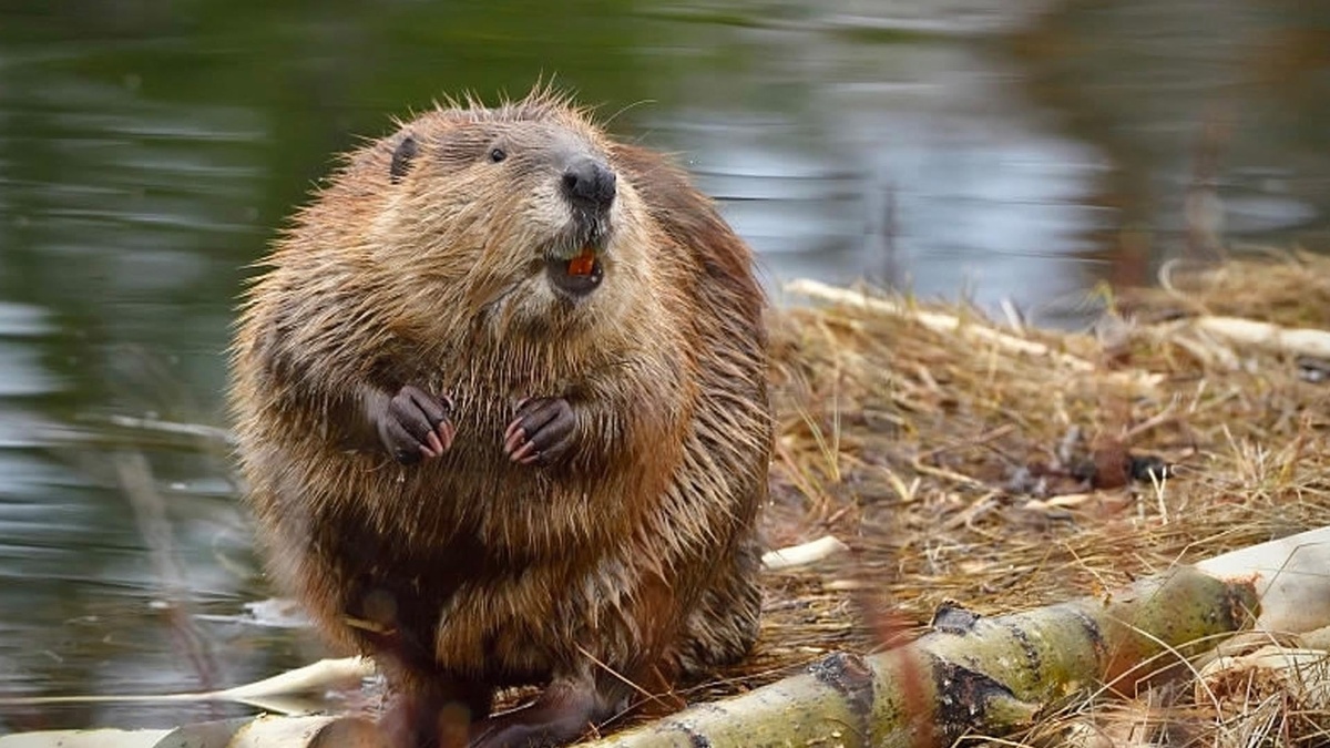 Фото с сайта: https://kasheloff.ru/photos/bober-na-angliyskom/87